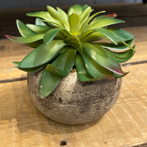 Succulent in Stone Pot