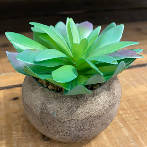 Succulent in Stone Pot